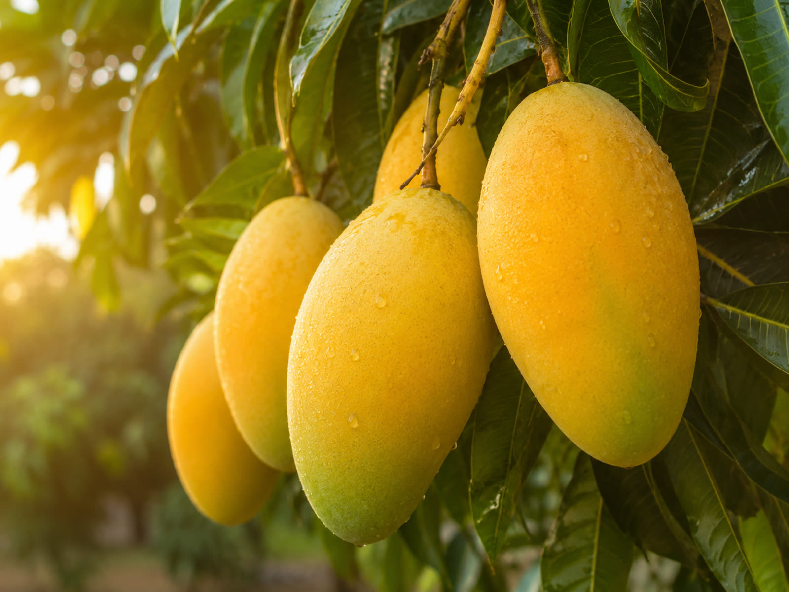 Ripe Banganapalli mangoes hanging on the tree